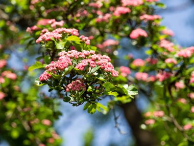 Çiçek açan Crataegus Laevigata ağacının pembe çiçekleri (Paul 's Scarlet) güneşli bahar gününde