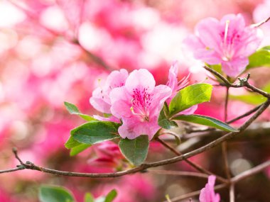 Rhododendron çalılarının pembe çiçekleri - açelya, bahar bahçesinde açan