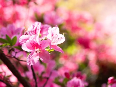 Rhododendron çalılarının pembe çiçekleri - açelya, bahar bahçesinde açan