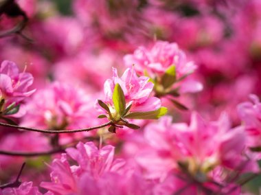 Rhododendron çalılarının pembe çiçekleri - açelya, bahar bahçesinde açan