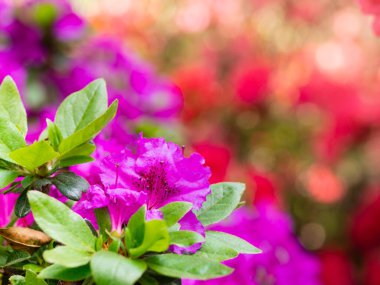 Rhododendron çalılarının mor çiçekleri - açelya, bahar bahçesinde açan