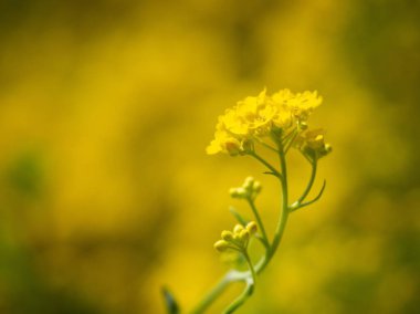 Aurinia Saksonya çiçeğinin sarı çiçeği, baharda çiçek açıyor.