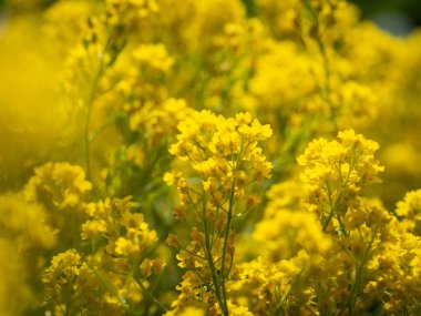 Aurinia Saksonya çiçeğinin sarı çiçeği, baharda çiçek açıyor.
