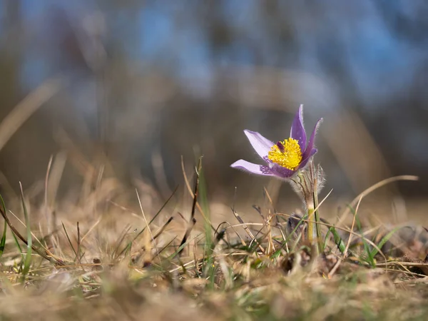 Pulsatilla Grandis Enda Blomma Blommar Tidigt Våren Ängen — Stockfoto