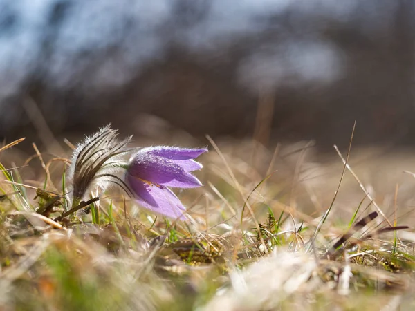 Pulsatilla Grandis Blommar Tidigt Våren Ängen — Stockfoto