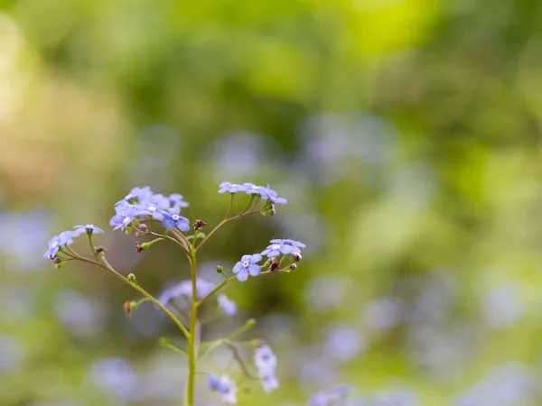 Brunnera Macrophylla Siberian Bugloss Great Forget Largeleaf Brunnera Heartleaf Jack — Stock Photo, Image