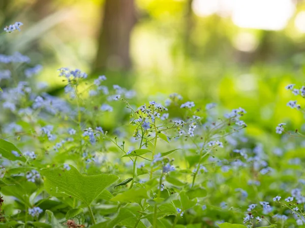 Brunnera Macrophylla Siberian Bugloss Great Forget Largeleaf Brunnera Heartleaf Jack — Stock Photo, Image