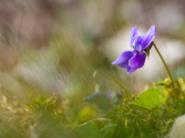 İlkbaharda açan ahşap menekşenin mor çiçekleri.