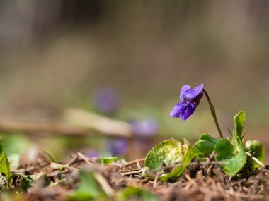 İlkbaharda açan ahşap menekşenin mor çiçekleri.