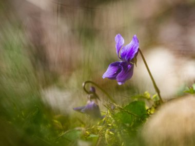 İlkbaharda açan ahşap menekşenin mor çiçekleri.