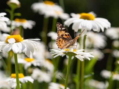 Leucanthemum ircutianum çiçeğinin üzerinde oturan Boyalı Bayan Kelebek (Vanessa cardui)