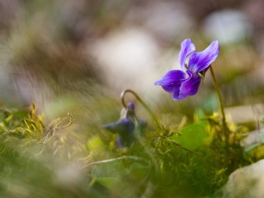 İlkbaharda açan ahşap menekşenin mor çiçekleri.