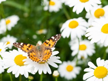 Leucanthemum ircutianum çiçeğinin üzerinde oturan Boyalı Bayan Kelebek (Vanessa cardui)