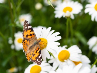 Leucanthemum ircutianum çiçeğinin üzerinde oturan Boyalı Bayan Kelebek (Vanessa cardui)
