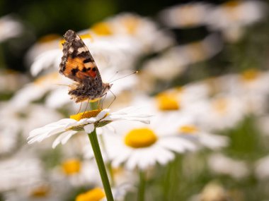 Leucanthemum ircutianum çiçeğinin üzerinde oturan yaralı kanatlı boyanmış bayan kelebek (Vanessa cardui)