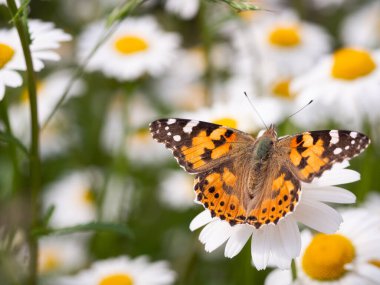 Leucanthemum ircutianum çiçeğinin üzerinde oturan Boyalı Bayan Kelebek (Vanessa cardui)
