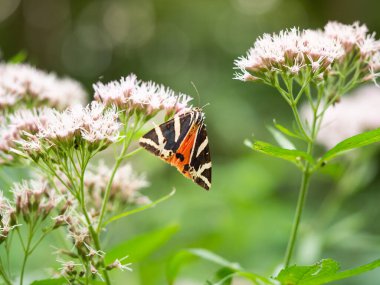 Jersey kaplanı (Euplagia kuadripunctaria) kenevir tarımı bitkisinin üzerinde gündüz uçan güve oturumu (Eupatorium cannabinum)