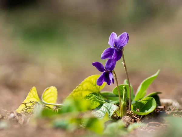 Purple Flowers Wood Violet Viola Odorata Bloomoing Spring — Stock Photo, Image