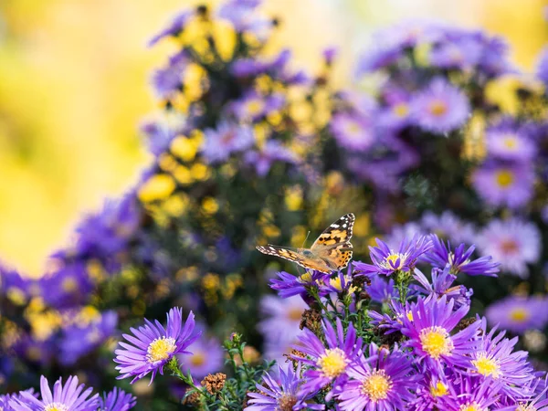 Painted Lady Butterfly Vanessa Cardui Sitting Purple Chrysanthemums Flower Sunny — Stock Photo, Image
