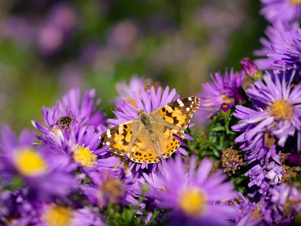 Geschilderde Dame Vlinder Vanessa Cardui Zittend Paarse Chrysanten Bloem Zonnige Rechtenvrije Stockfoto's