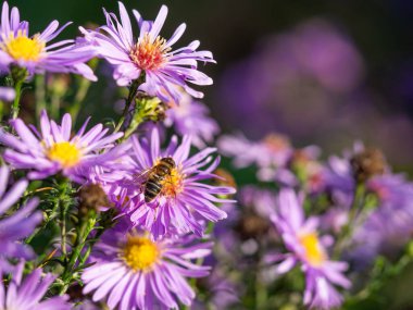 Güneşli bir sonbahar gününde pembe kasımpatı çiçeğinden polen toplayan bal arısı.