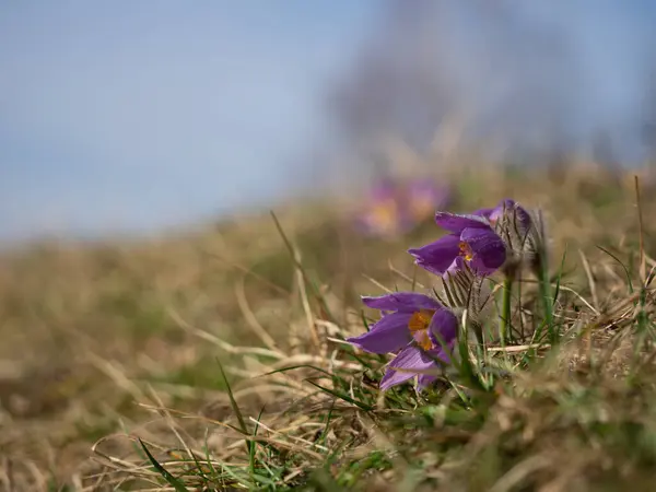 早春时节 草甸上盛开着五彩缤纷的花 — 图库照片