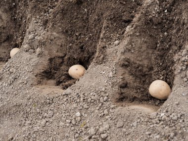 Tohum patatesleri toprakta çukurda yatıyor, bahar bahçesinde patates ekiyor.