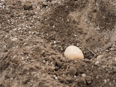 Tohum patatesleri toprakta çukurda yatıyor, bahar bahçesinde patates ekiyor.