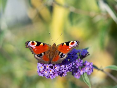 Avrupa tavus kuşu kelebeği (Aglais Io) Buddleja Daviddii çalılarının mor çiçeğinin üzerinde oturuyor