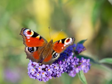 Avrupa tavus kuşu kelebeği (Aglais Io) Buddleja Daviddii çalılarının mor çiçeğinin üzerinde oturuyor