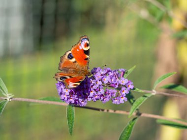 Avrupa tavus kuşu kelebeği (Aglais Io) Buddleja Daviddii çalılarının mor çiçeğinin üzerinde oturuyor