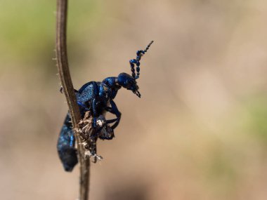 Meloe proscarabaeus yağ böceği, çayırlarda yaşayan siyah böcek ve tarla farelerinin ayrıntıları.