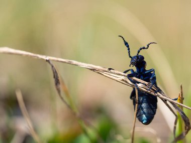 Meloe proscarabaeus yağ böceği, çayırlarda yaşayan siyah böcek ve tarla farelerinin ayrıntıları.