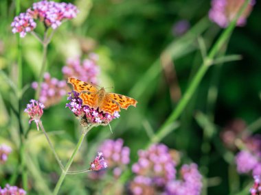 Virgül Kelebeği (Polygonia c-albüm) pembe çiçek üzerinde oturuyor ve besleniyor