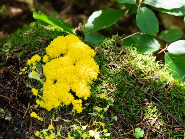 Fuligo Septica Melma Uovo Strapazzato Fiori Abbronzatura Fungo Giallo — Foto Stock