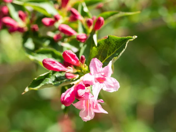Pink Flowers Weigela Bush Blooming Spring — Stock Photo, Image