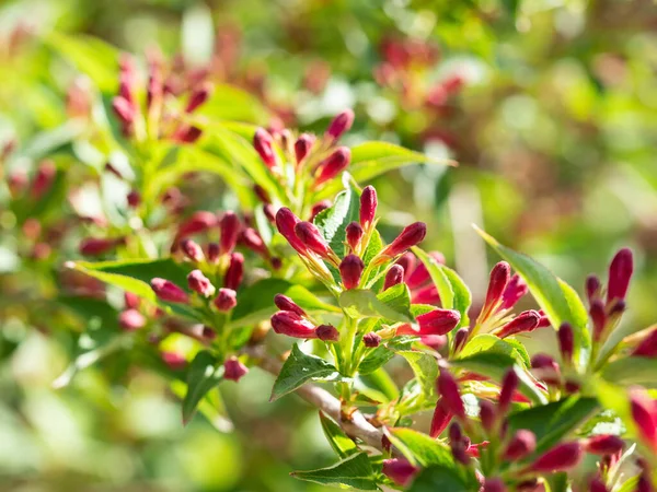 Pink Flowers Weigela Bush Blooming Spring — Stock Photo, Image