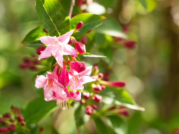 Pink Flowers Weigela Bush Blooming Spring — Stock Photo, Image