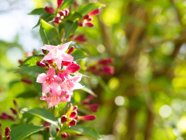 Pink Flowers Weigela Bush Blooming Spring — Stock Photo, Image