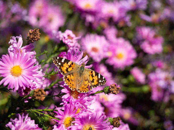 Painted Lady Butterfly Vanessa Cardui Sitting Pink Chrysanthemums Flower Sunny — Stock Photo, Image