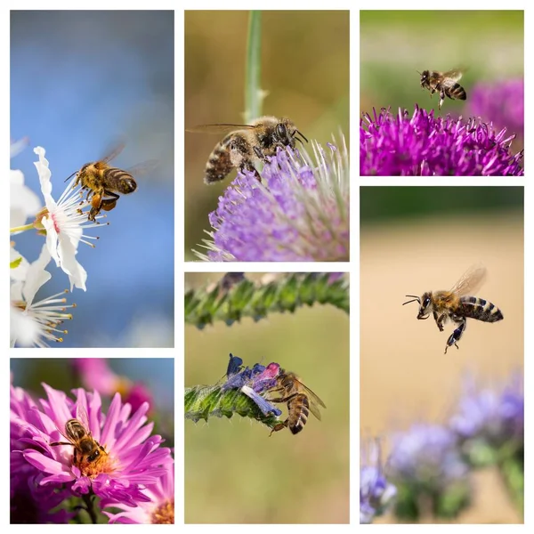 Bees collecting nectar and pollen in spring, collage of honeybee photos in detail