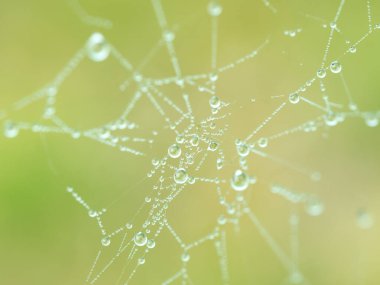 Yeşil arkaplanlı su damlalarıyla kaplı örümcek ağı