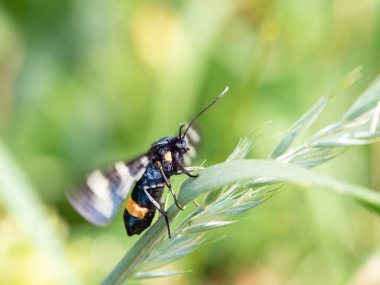 Dokuz benekli güve veya sarı kemerli burnet (Amata phegea) çimenlerin üzerinde oturuyor