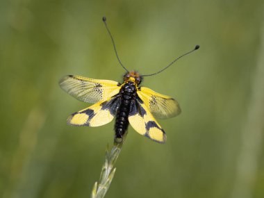 Owlfly Libelloides erkek, çimlerin üzerinde sarı ve siyah böcek.