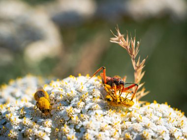 Suikastçı böcek (Rhynocoris iracundus) beyaz bir çiçekte oturur ve avını yer.