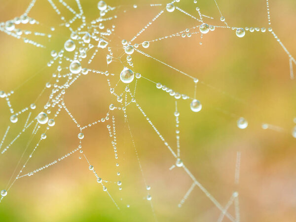 Spider web covered by water drops with colorful background, orange, green and yellow
