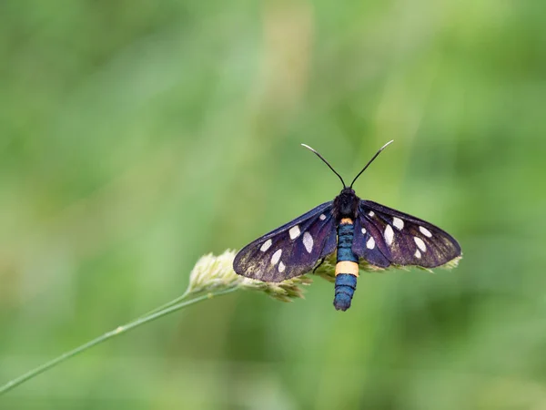 Nine Spotted Moth Yellow Belted Burnet Amata Phegea Sitting Blade — Stock Photo, Image