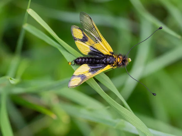 Owlfly Libelloides Macaronius Pes Žlutý Černý Hmyz Trávě — Stock fotografie
