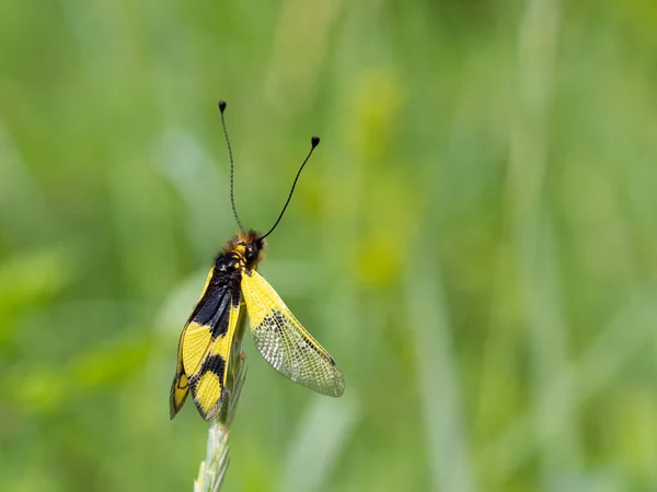 Eulenfliege Libelloides Macaronius Männlich Gelbes Und Schwarzes Insekt Auf Gras — Stockfoto