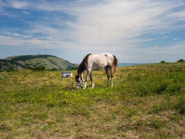 Άλογο Βόσκησης Στο Λιβάδι Στο Pavlov Hills Βουνό Stolova Και — Φωτογραφία Αρχείου